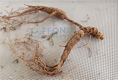 人參凍干：中藥材凍干機(jī)在凍干加工人參應(yīng)用