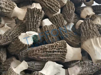 羊肚菌凍干：食用菌凍干機(jī)應(yīng)用羊肚菌凍干加工