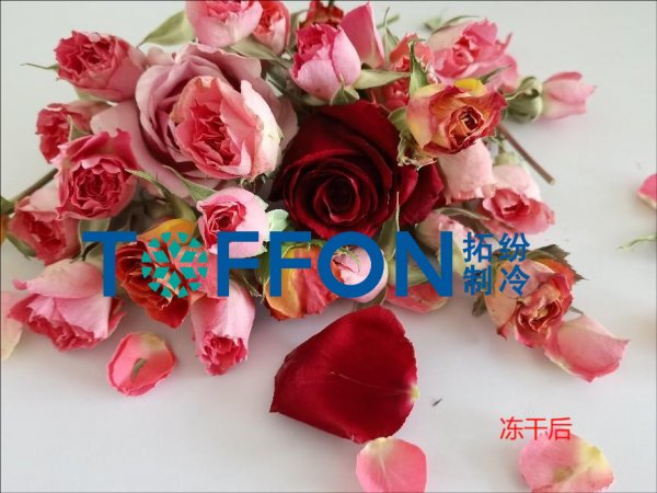 凍干機(jī)制作永生，留住鮮花的永恒之美